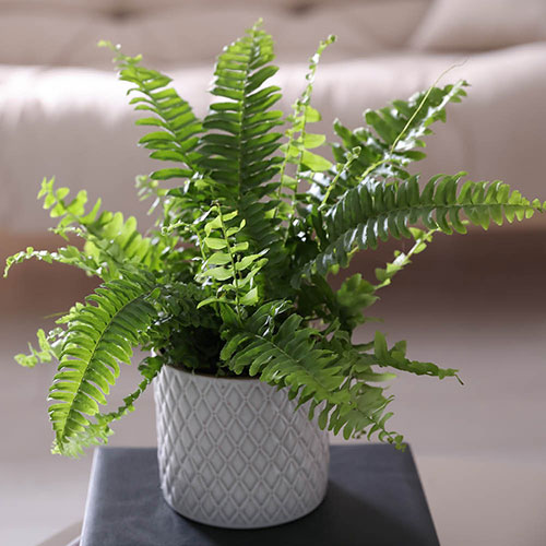 Nephrolepis exaltata Green Moment - Boston Fern Nephrolepis exaltata Green Moment - Boston Fern