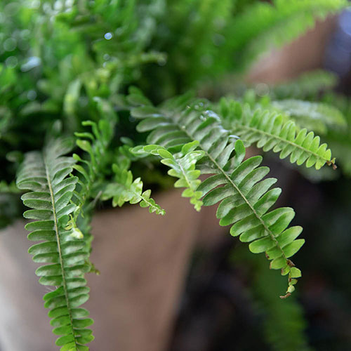 Nephrolepis exaltata Green Moment - Boston Fern Nephrolepis exaltata Green Moment - Boston Fern