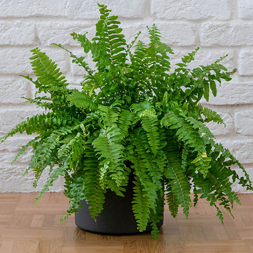 Nephrolepis exaltata Green Moment - Boston Fern Nephrolepis exaltata Green Moment - Boston Fern