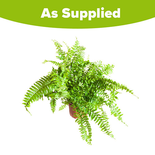 Nephrolepis exaltata Green Moment - Boston Fern Nephrolepis exaltata Green Moment - Boston Fern