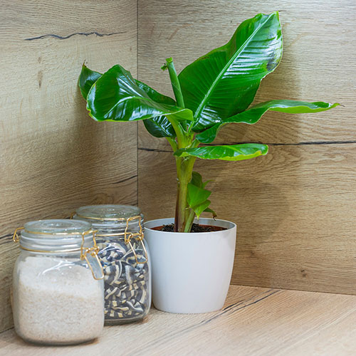 Musa Tropicana (Banana) Musa Tropicana (Banana)