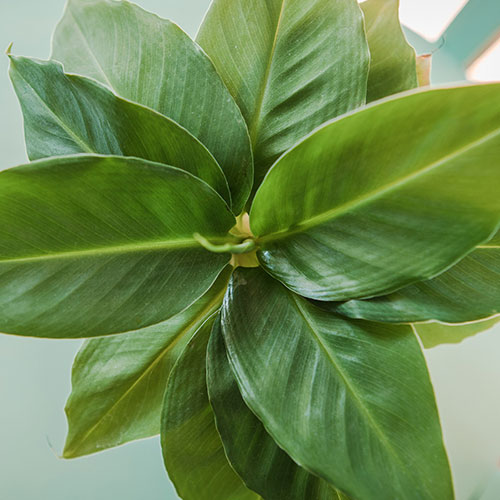 Musa Tropicana (Banana) Musa Tropicana (Banana)