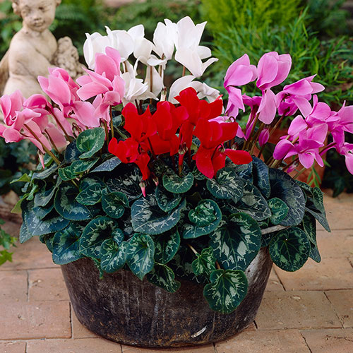 Autumn Cyclamen Mix Autumn Cyclamen Mix