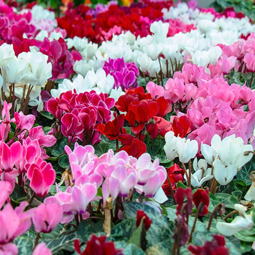 Autumn Cyclamen Mix Autumn Cyclamen Mix