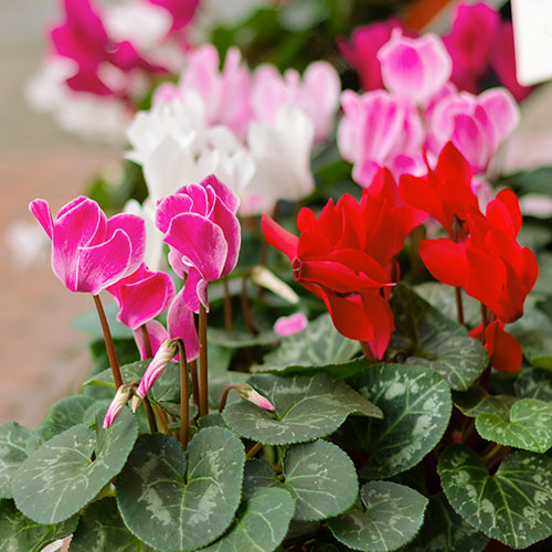Autumn Cyclamen Mix Autumn Cyclamen Mix