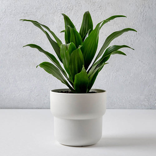 Houseplant Mix 6 Plants Houseplant Mix 6 Plants