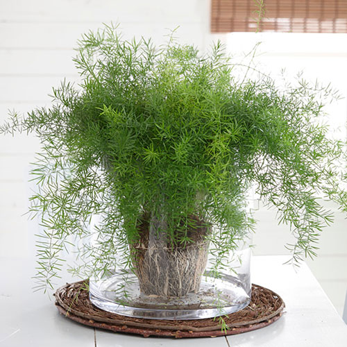 Houseplant Mix 6 Plants Houseplant Mix 6 Plants