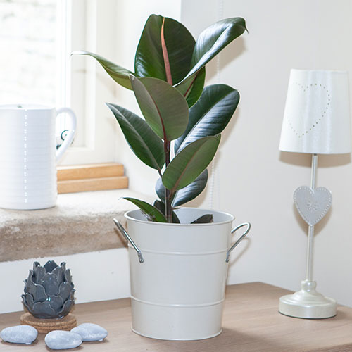 Houseplant Mix 6 Plants Houseplant Mix 6 Plants