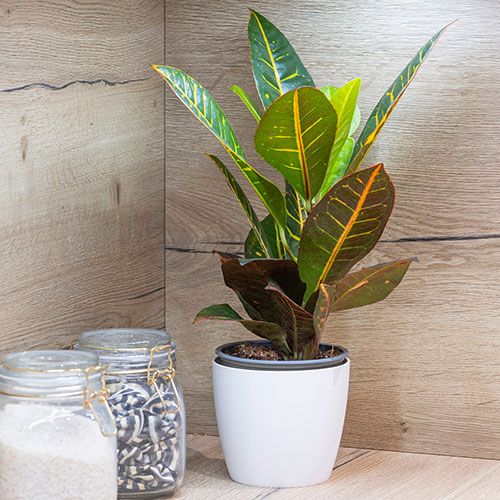 Houseplant Mix 6 Plants Houseplant Mix 6 Plants