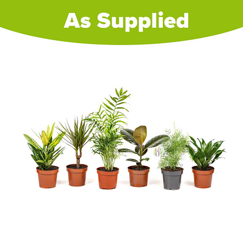 Houseplant Mix 6 Plants Houseplant Mix 6 Plants