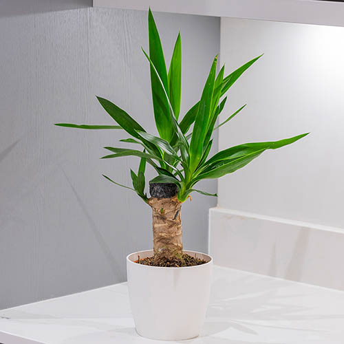 Yucca elephantipes Yucca elephantipes