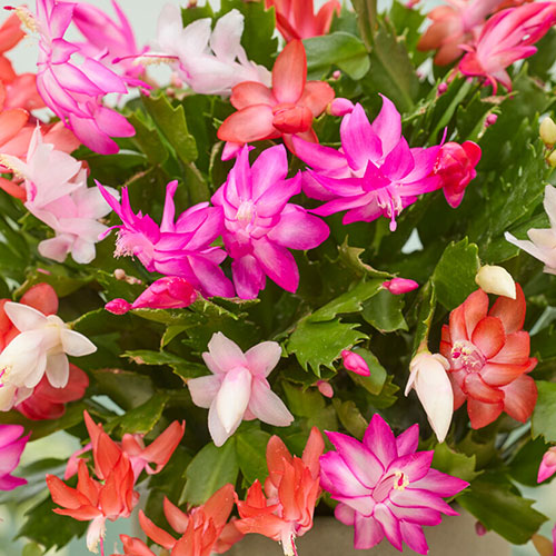 Multicoloured Christmas Cactus Multicoloured Christmas Cactus