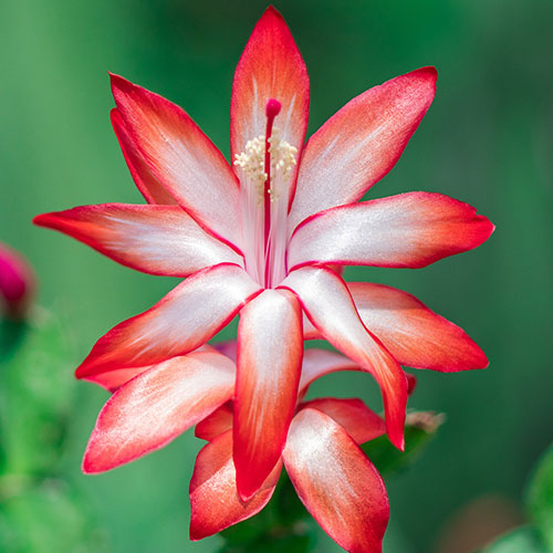 Multicoloured Christmas Cactus Multicoloured Christmas Cactus