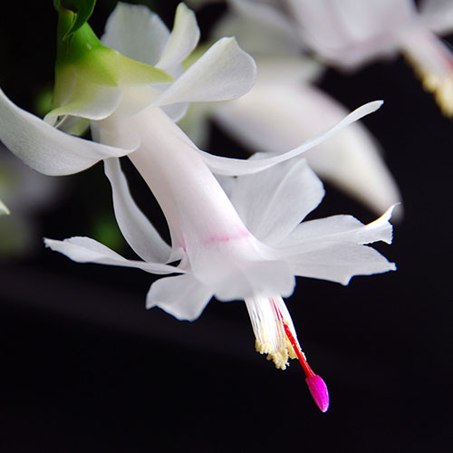 Multicoloured Christmas Cactus Multicoloured Christmas Cactus