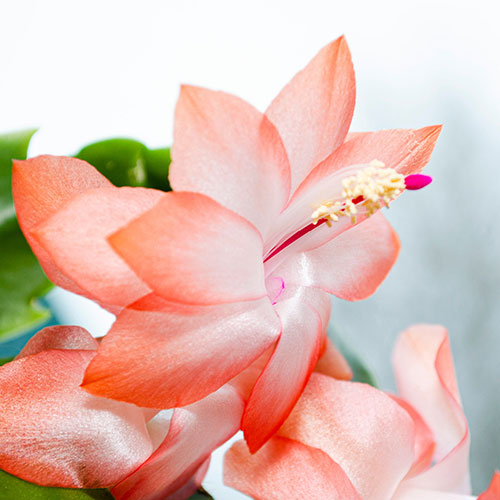 Multicoloured Christmas Cactus Multicoloured Christmas Cactus