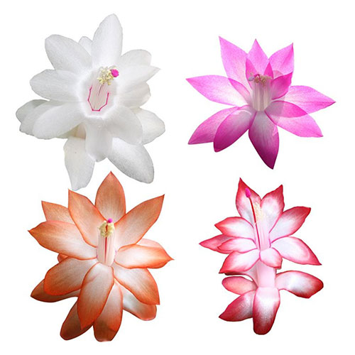 Multicoloured Christmas Cactus Multicoloured Christmas Cactus