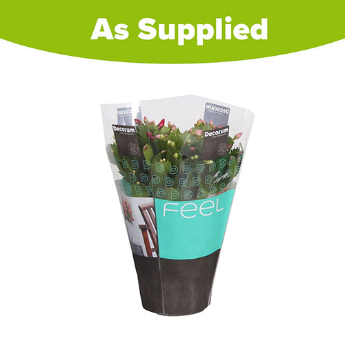 Multicoloured Christmas Cactus Multicoloured Christmas Cactus