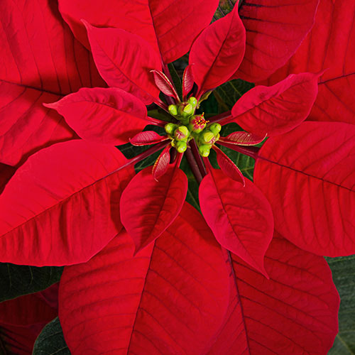 Red Poinsettia Red Poinsettia