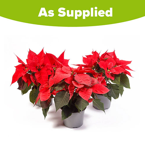 Red Poinsettia Red Poinsettia