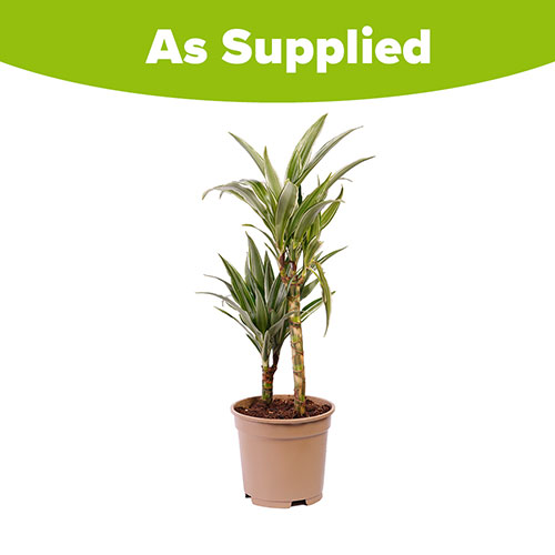 Dracaena deremensis Warneckii 2 Stem Dracaena deremensis Warneckii 2 Stem