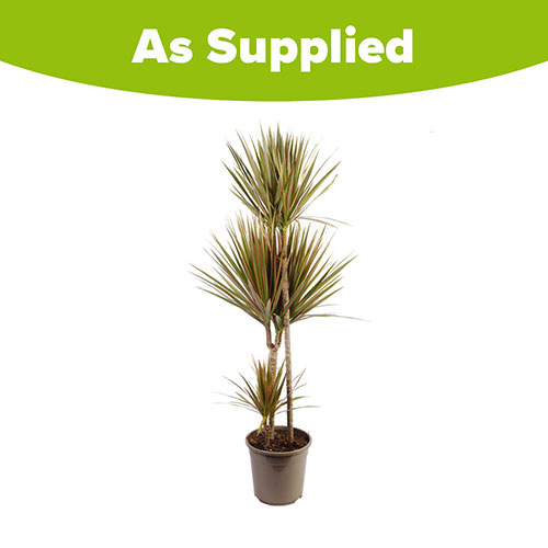 Dracaena Bicolor 3 Stem Dracaena Bicolor 3 Stem