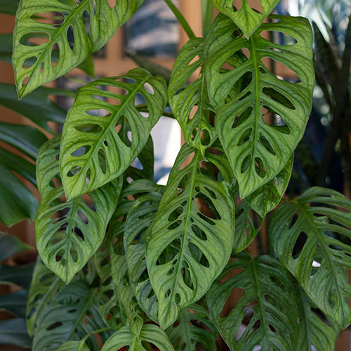 Monstera adansonii Monstera adansonii