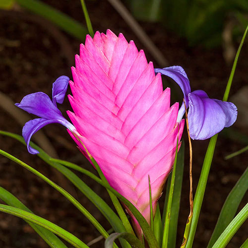 Tillandsia cyanea Vincent Tillandsia cyanea Vincent