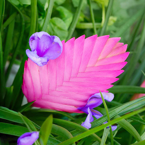 Tillandsia cyanea Vincent Tillandsia cyanea Vincent