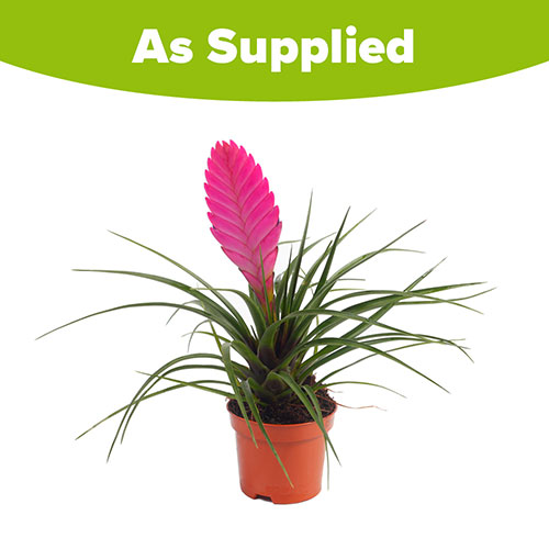 Tillandsia cyanea Vincent Tillandsia cyanea Vincent