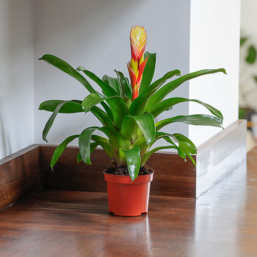 Vriesea Electric