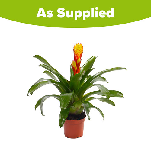 Vriesea Electric Vriesea Electric