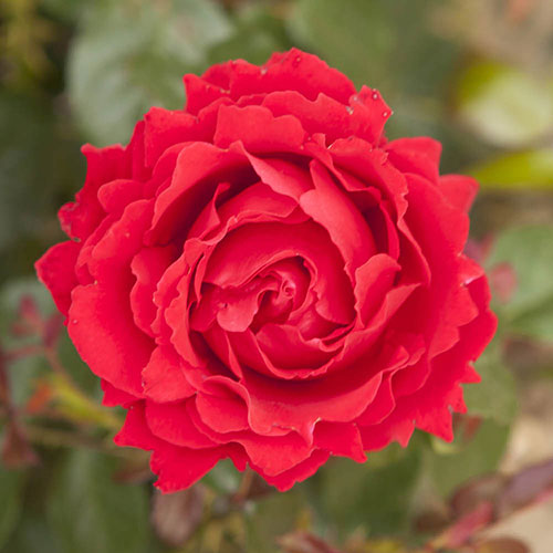 Patio Standard Rose Carmen Patio Standard Rose Carmen
