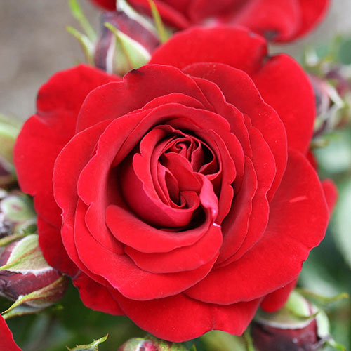 Patio Standard Rose Carmen Patio Standard Rose Carmen