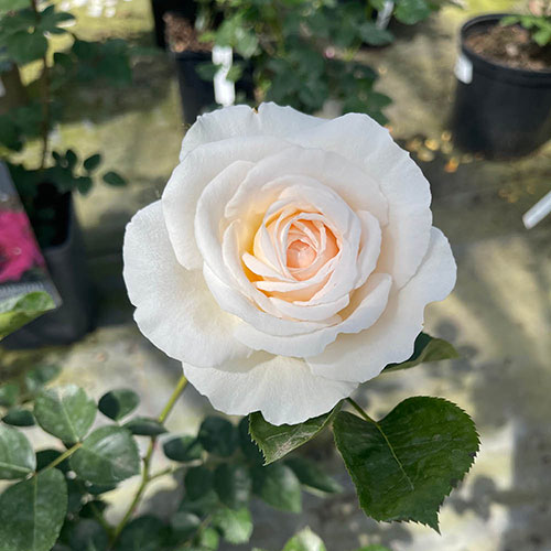 Patio Standard Rose Cream Abundance Patio Standard Rose Cream Abundance