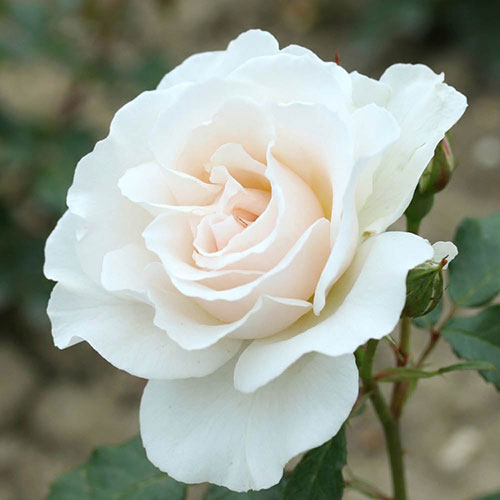 Patio Standard Rose Margaret Merril