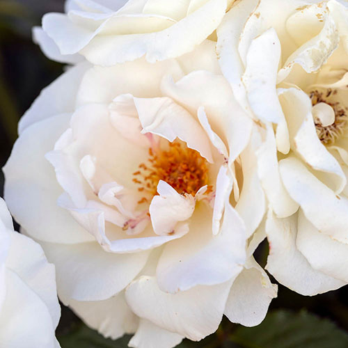 Patio Standard Rose Margaret Merril Patio Standard Rose Margaret Merril