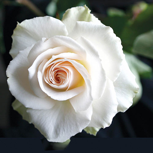 Patio Standard Rose Margaret Merril Patio Standard Rose Margaret Merril