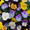 Bedding Plants Icon
